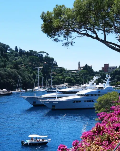 Yachts in Portofino, Italy with pink flowers on the cliff overlooking