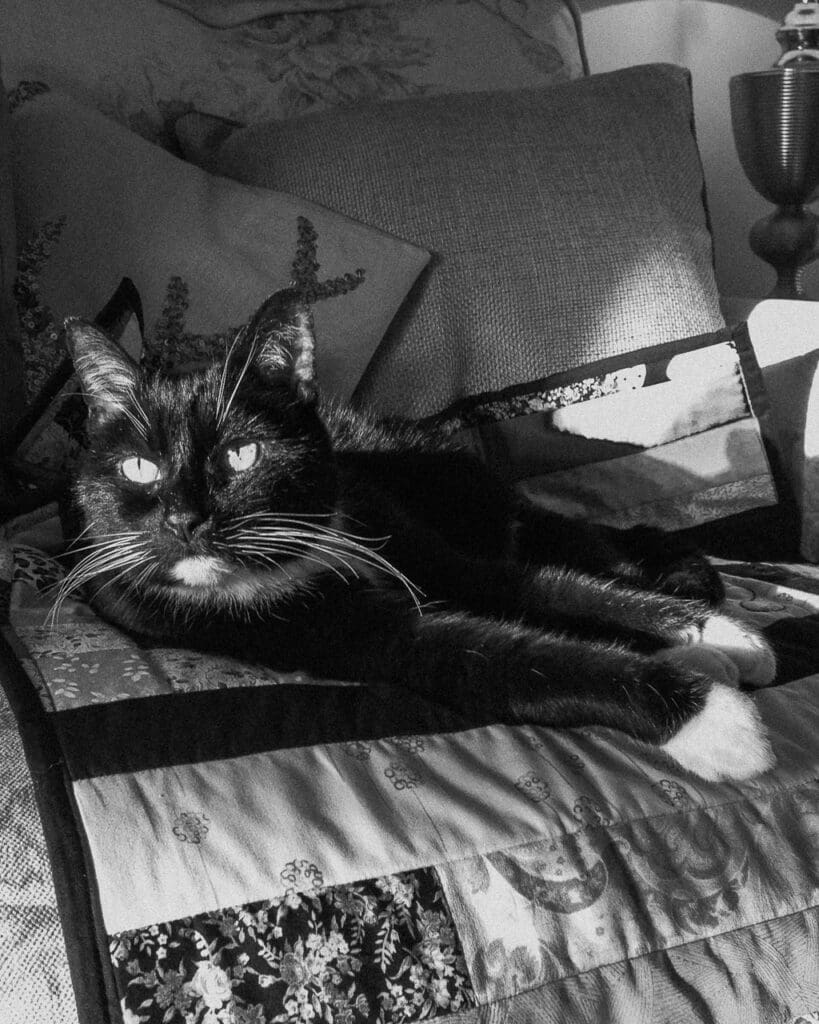 Black and white cat sat on his blanket on the sofa in the sun