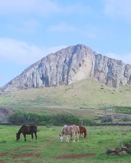 Wild horses grazing near to the quarry on Easter Island