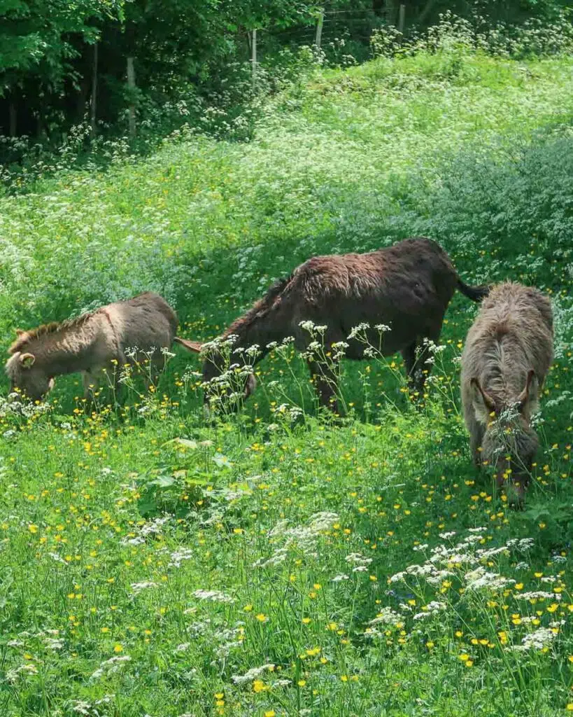 Three miniature donkeys grazing in long grass in Geneva