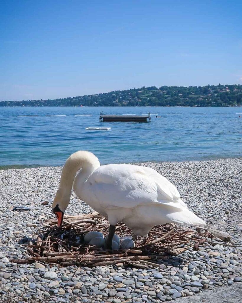 A swan sitting on a nest of eggs on the beach in Geneva