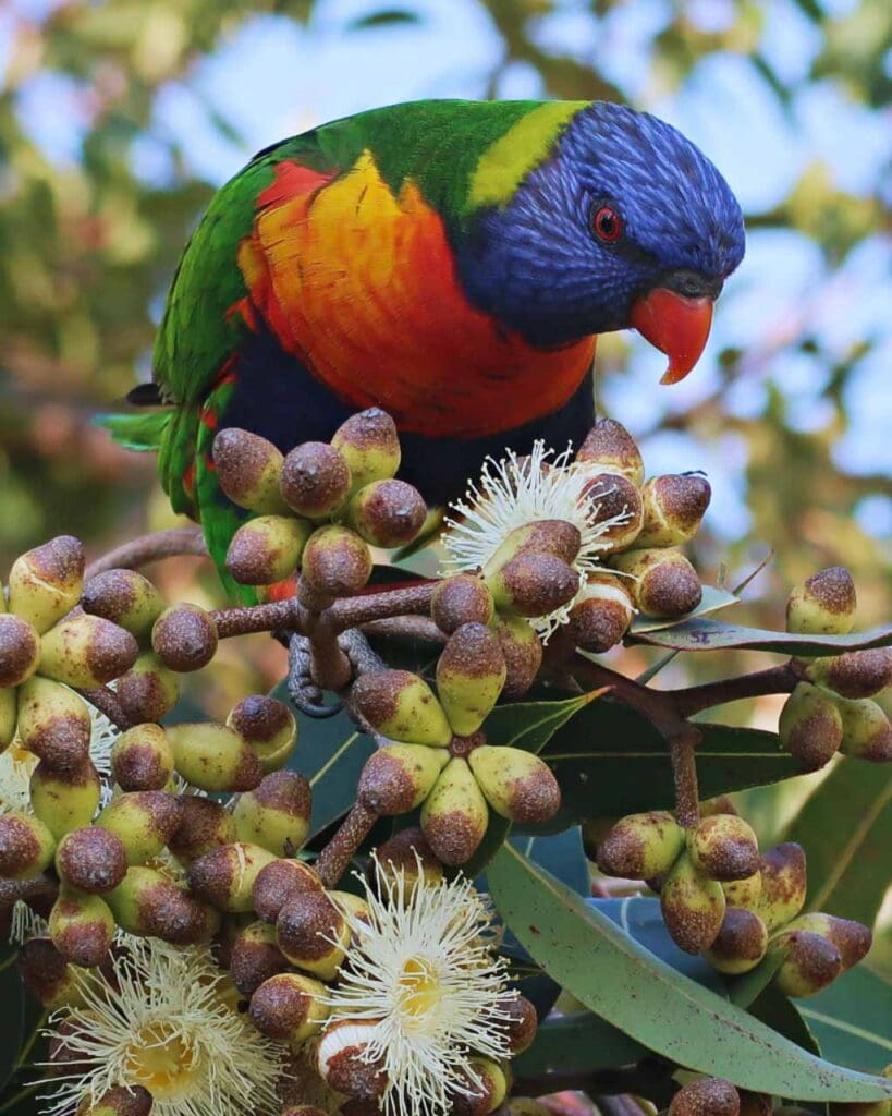 A pretty colourful rainbow lorikeet feeding on nectar in Sydney Botanical Gardens