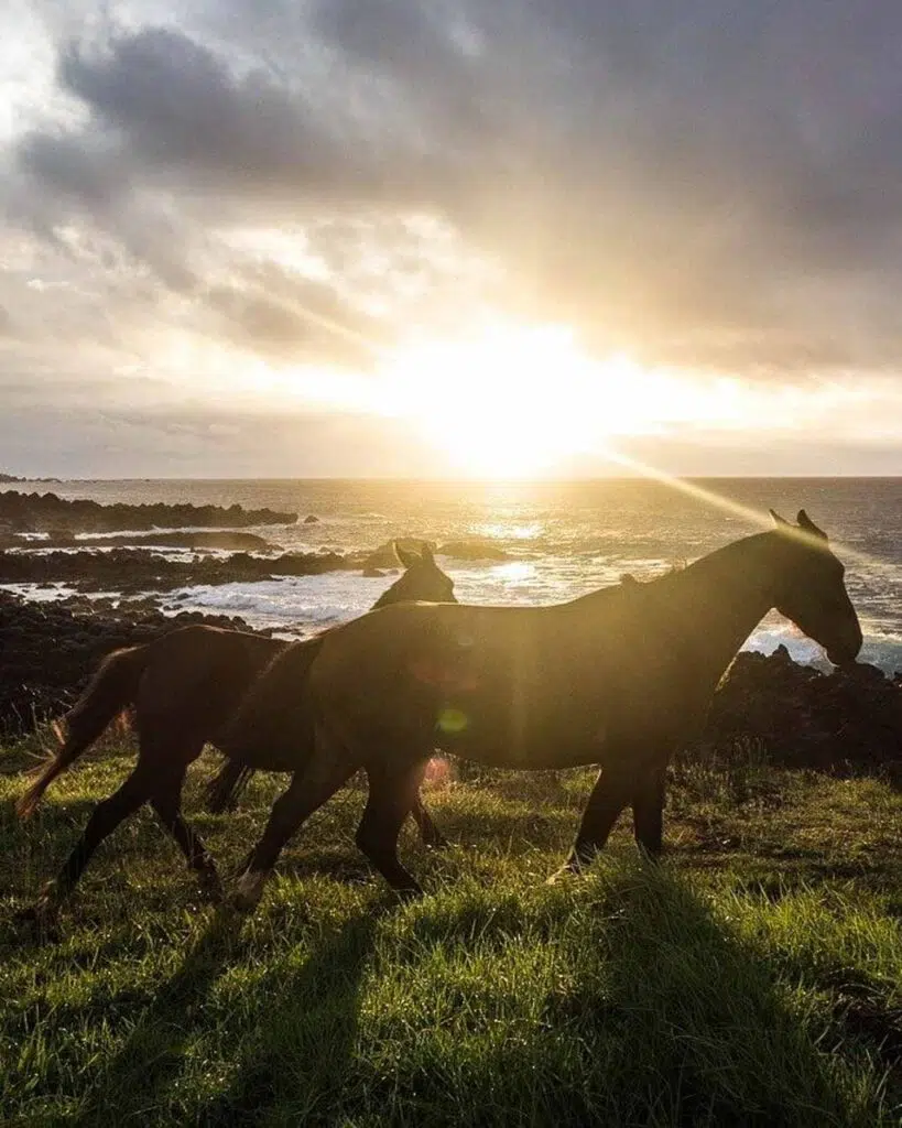 Wild horses on the cliff top at sunset on Easter Island