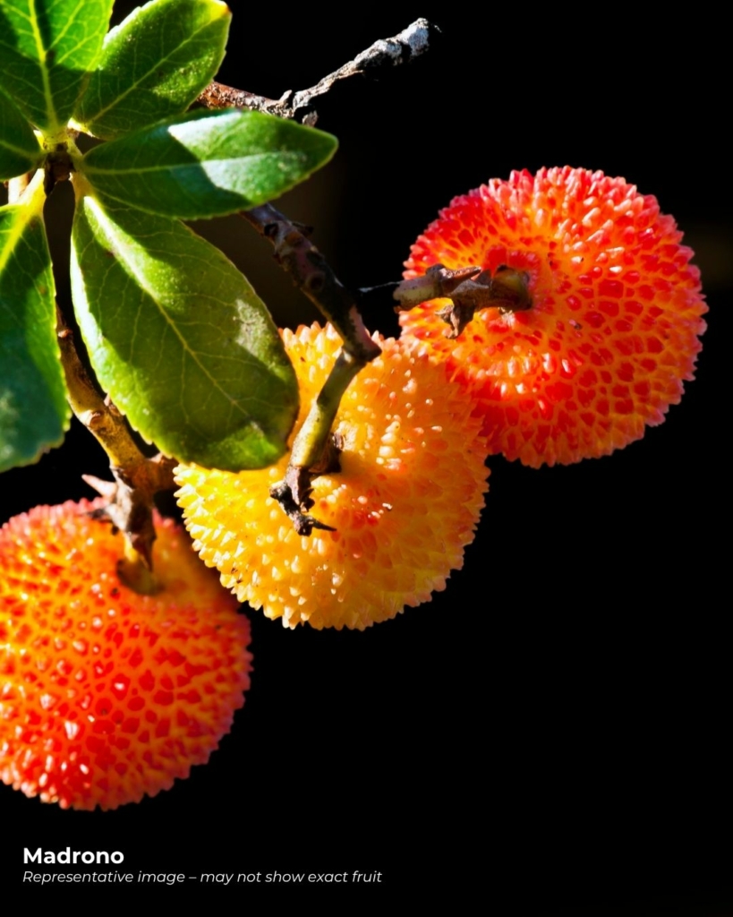 Madrono fruit - an unusual fruit that starts with M