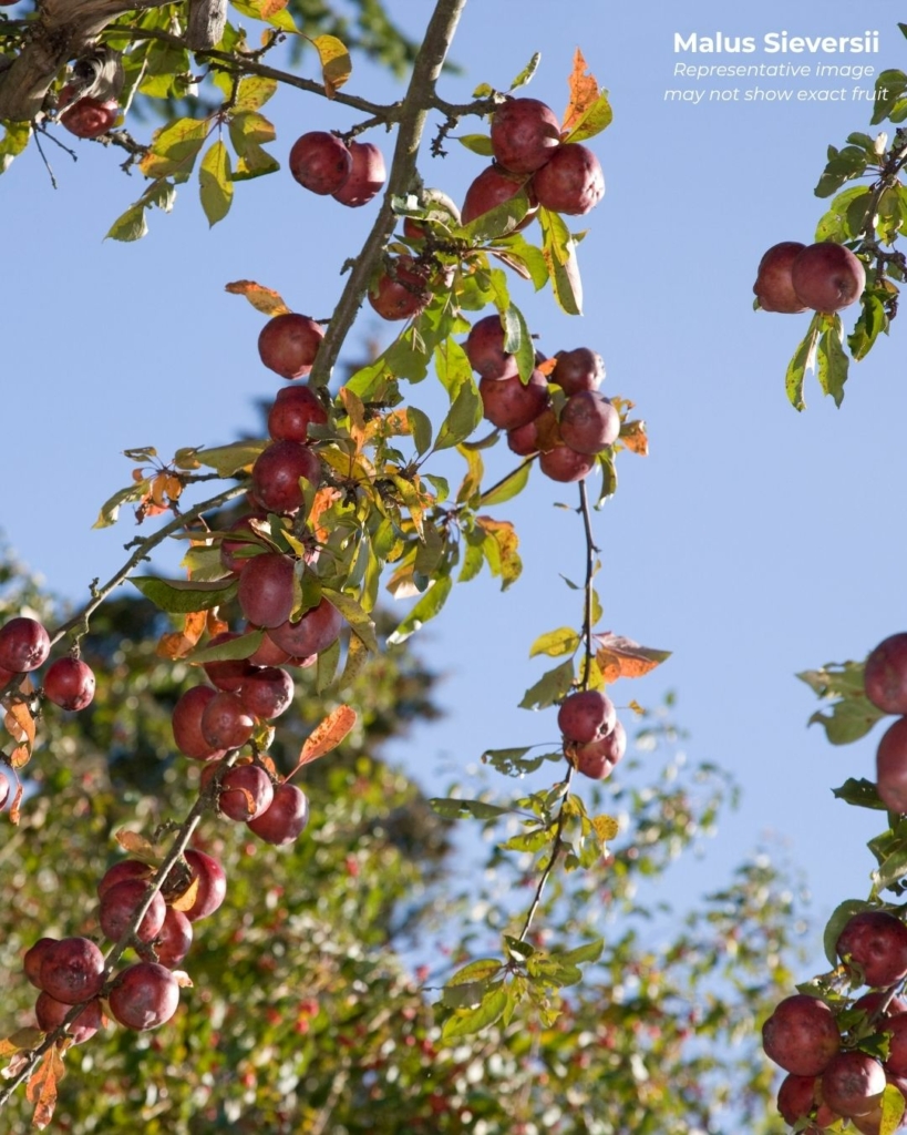 Malus Sieversii