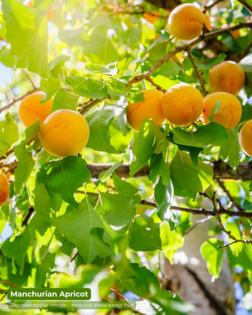 Manchurian apricot - a sweet and delicious fruit that starts with m
