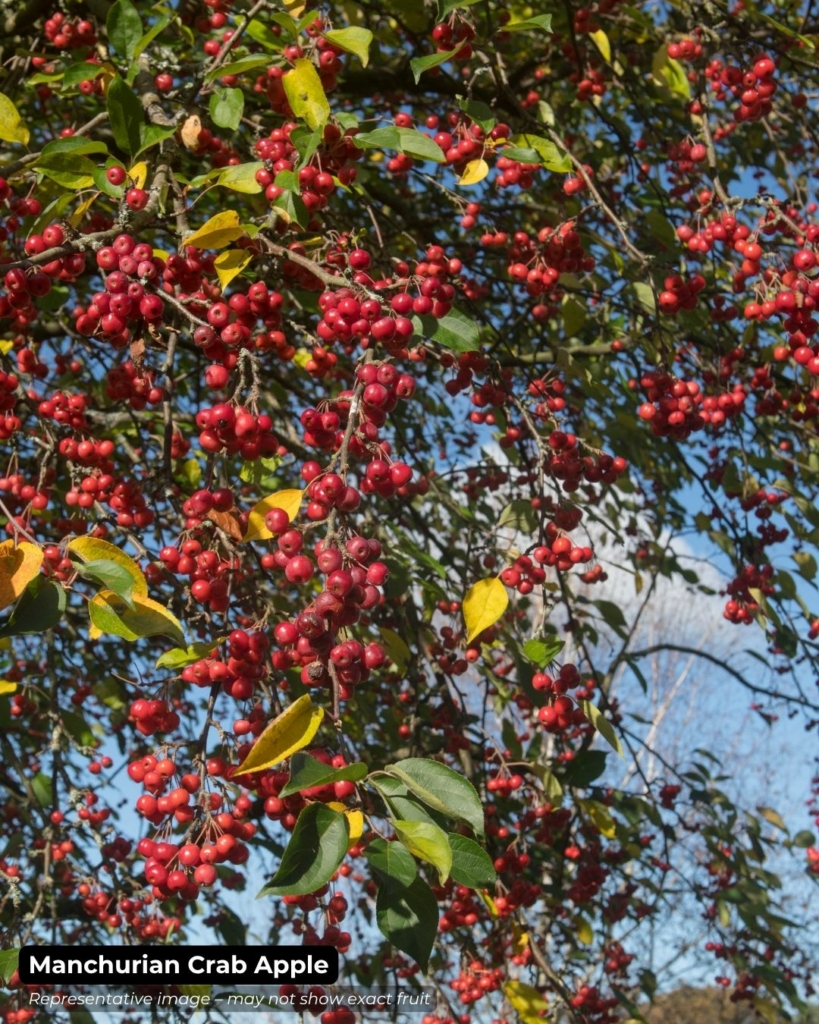 Manchurian crab apple