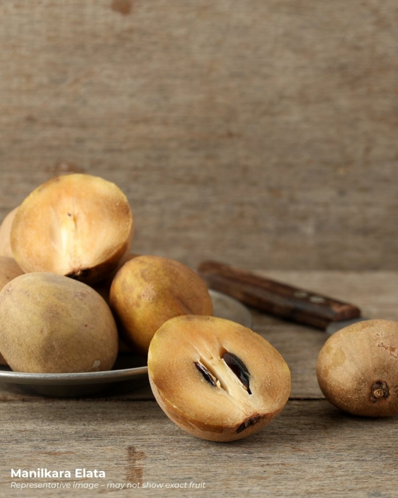 Manilkara elata fruits