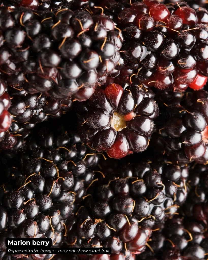 Marion berry fruits