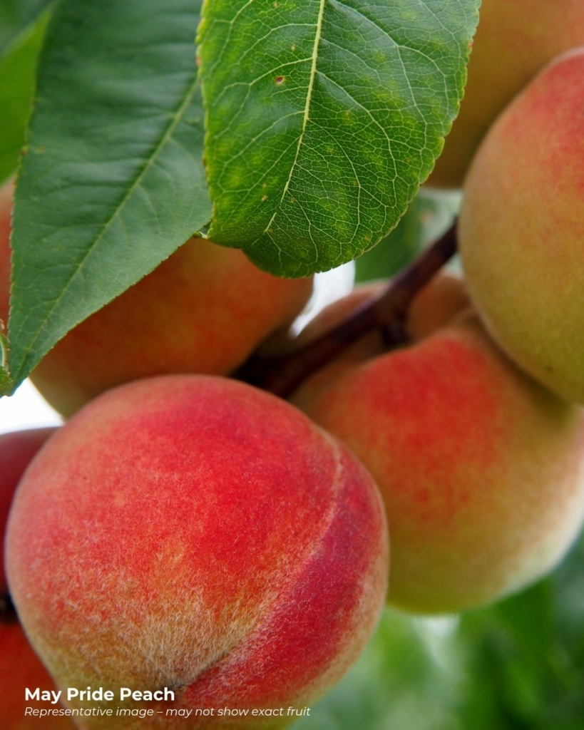 May pride peach