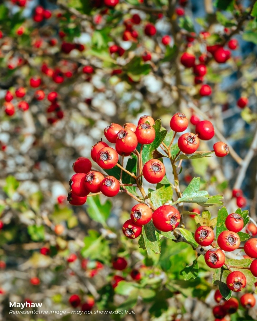 Mayhaw fruits