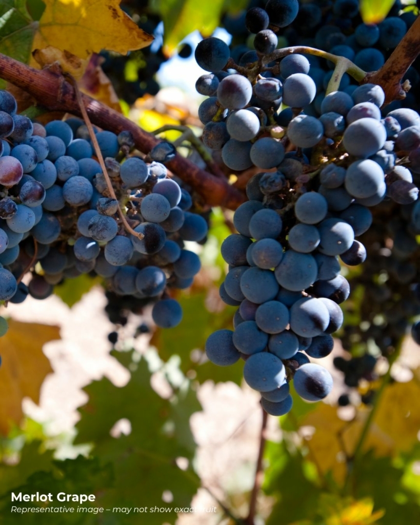Merlot grapes