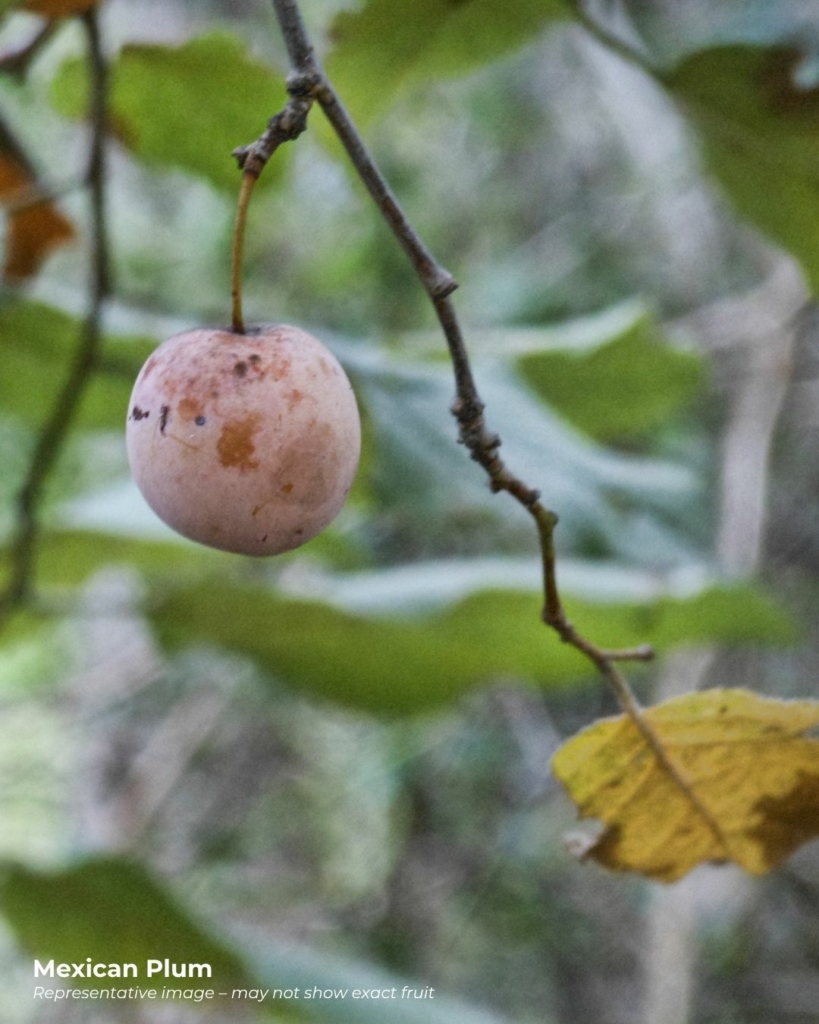 Mexican plum fruit