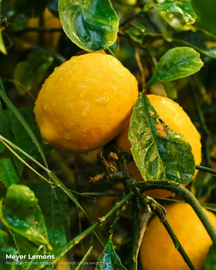 Meyer lemons - a popular tangy fruit that starts with m
