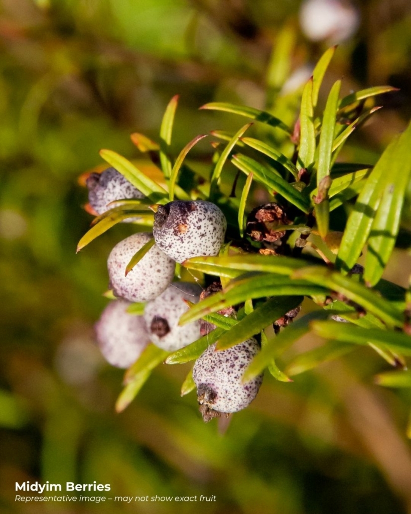 Midyim berries - a pretty speckled purple and white fruit that starts with m