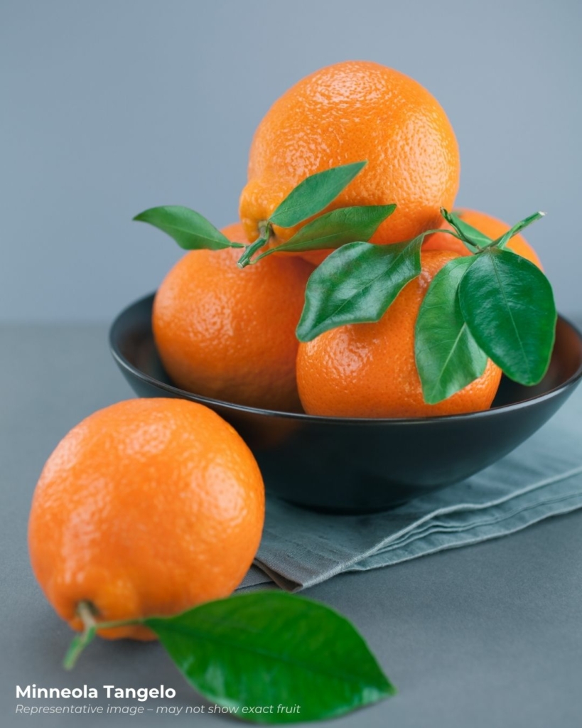 Minneola tangelo fruits