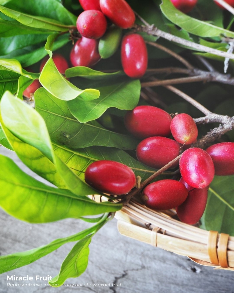 Miracle fruits