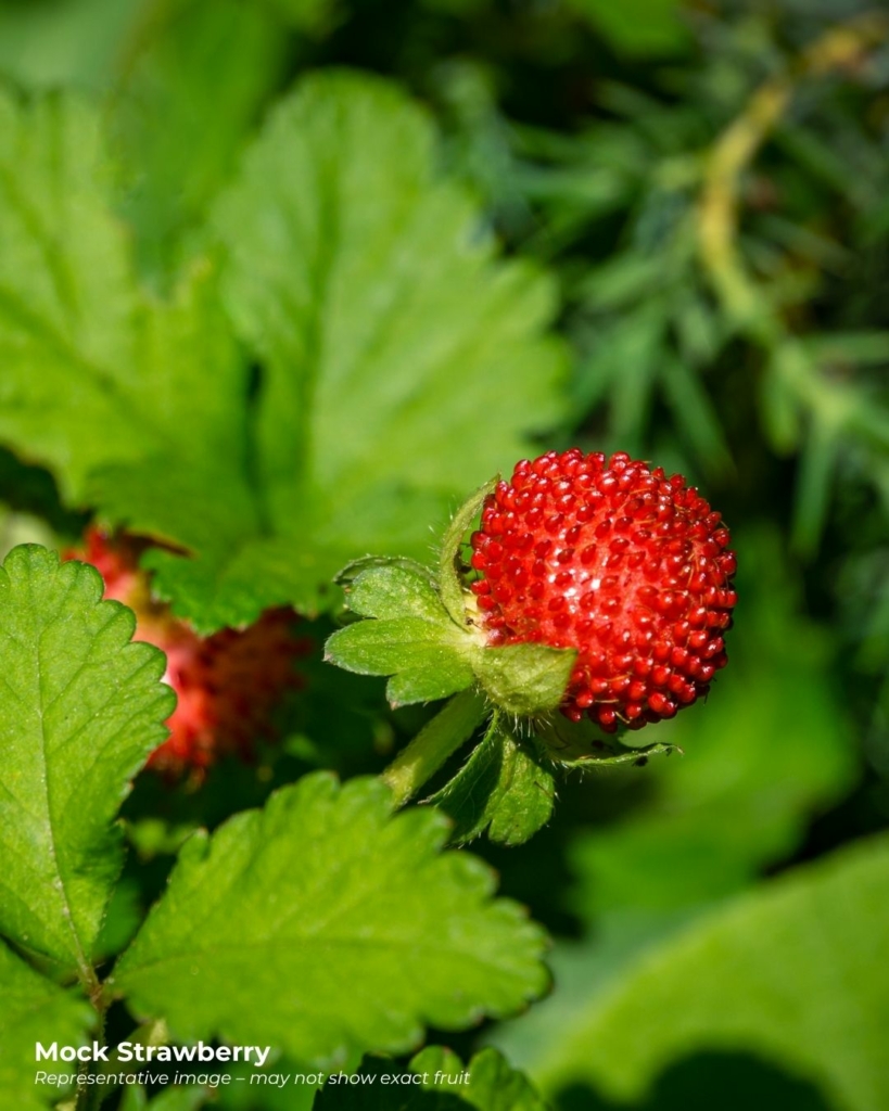 Mock strawberry - a rather tasteless fruit that starts with m