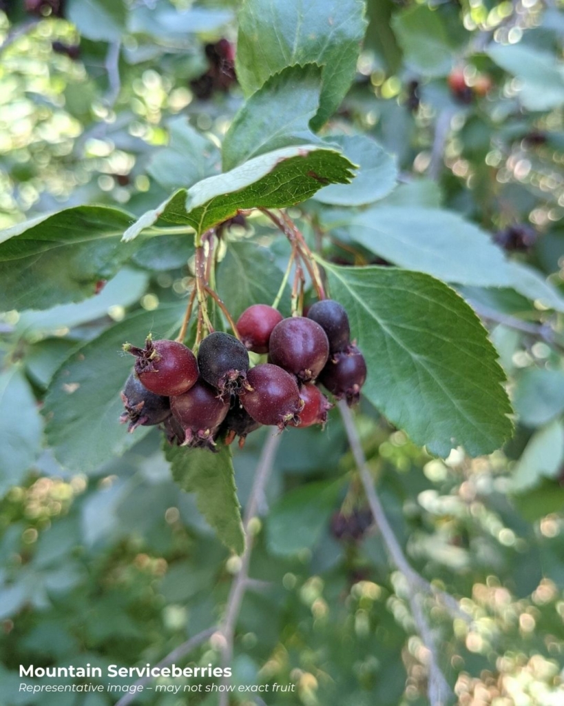 Mountain serviceberries