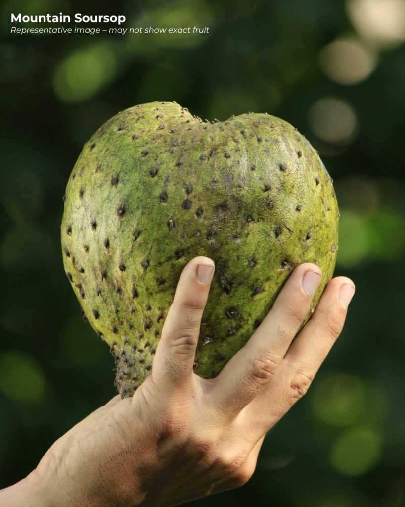 Mountain soursop