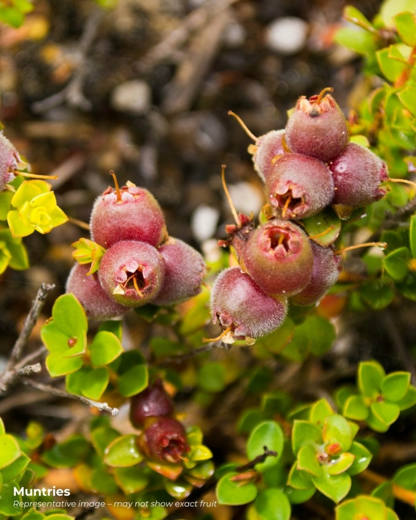Muntries fruit