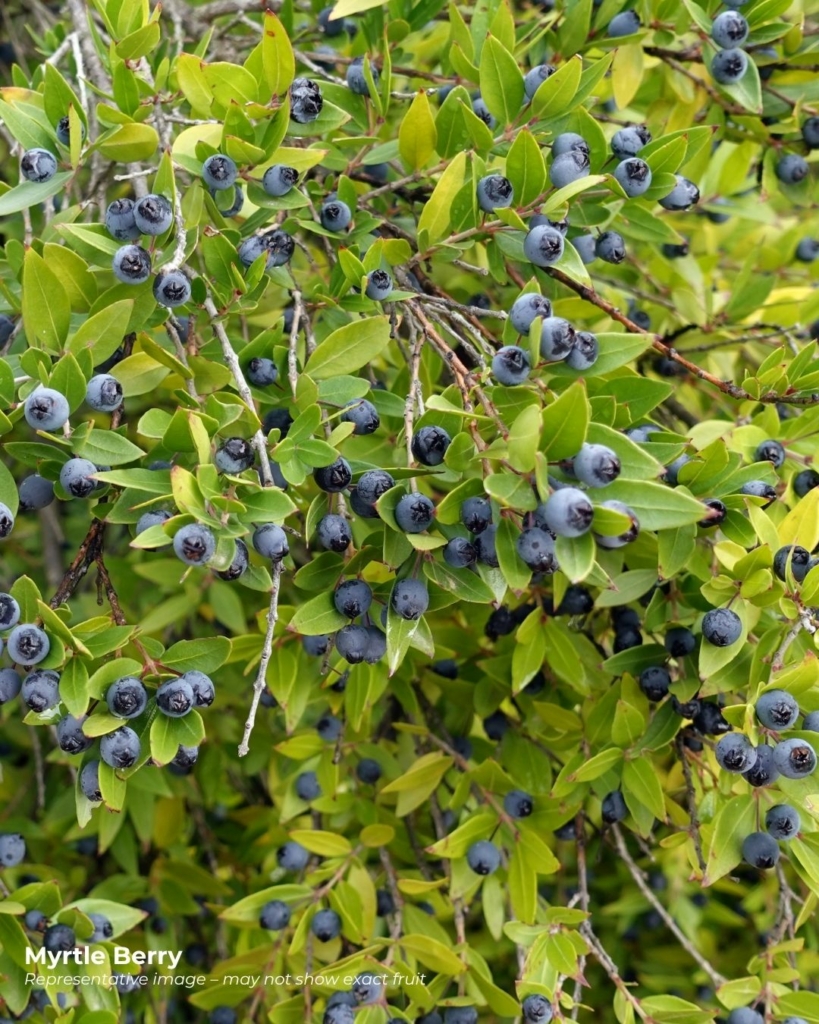 Myrtle berries